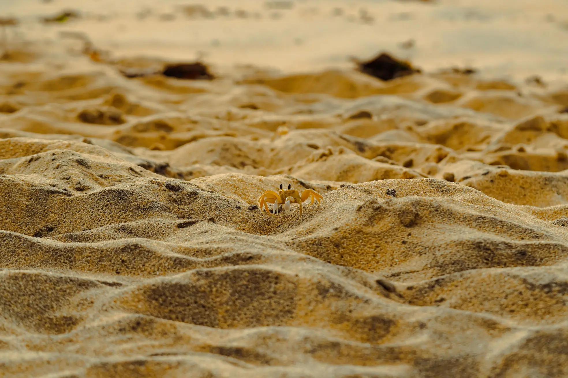 Areia da praia em close, com pequenos montes feitos por caranguejos