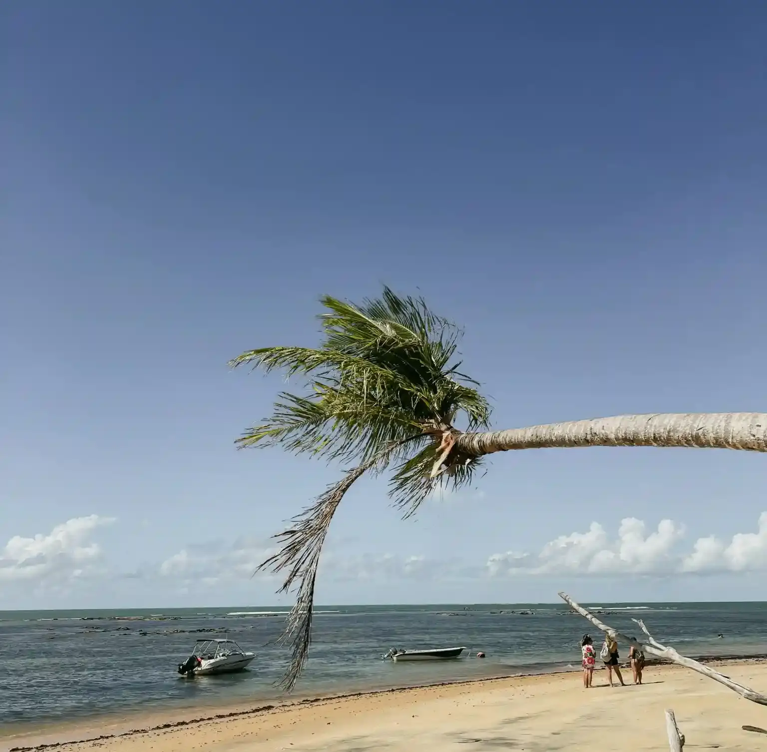 Coqueiro inclinado sobre a praia, barcos e pessoas na água ao fundo