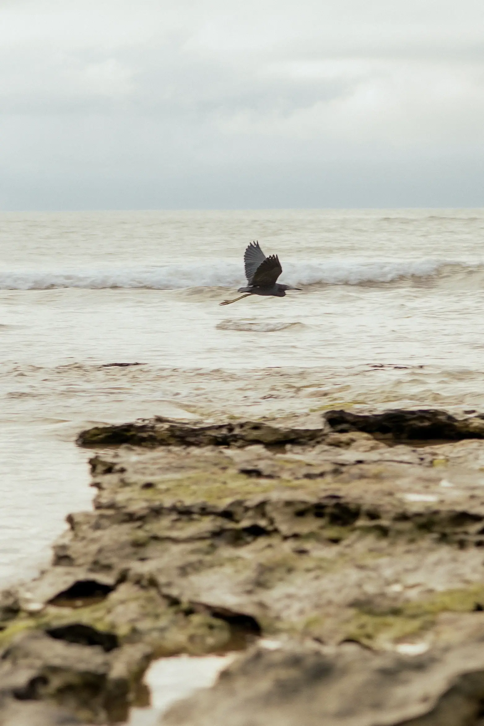 Bird perched on a rock by the sea, waves behind at Pitinga