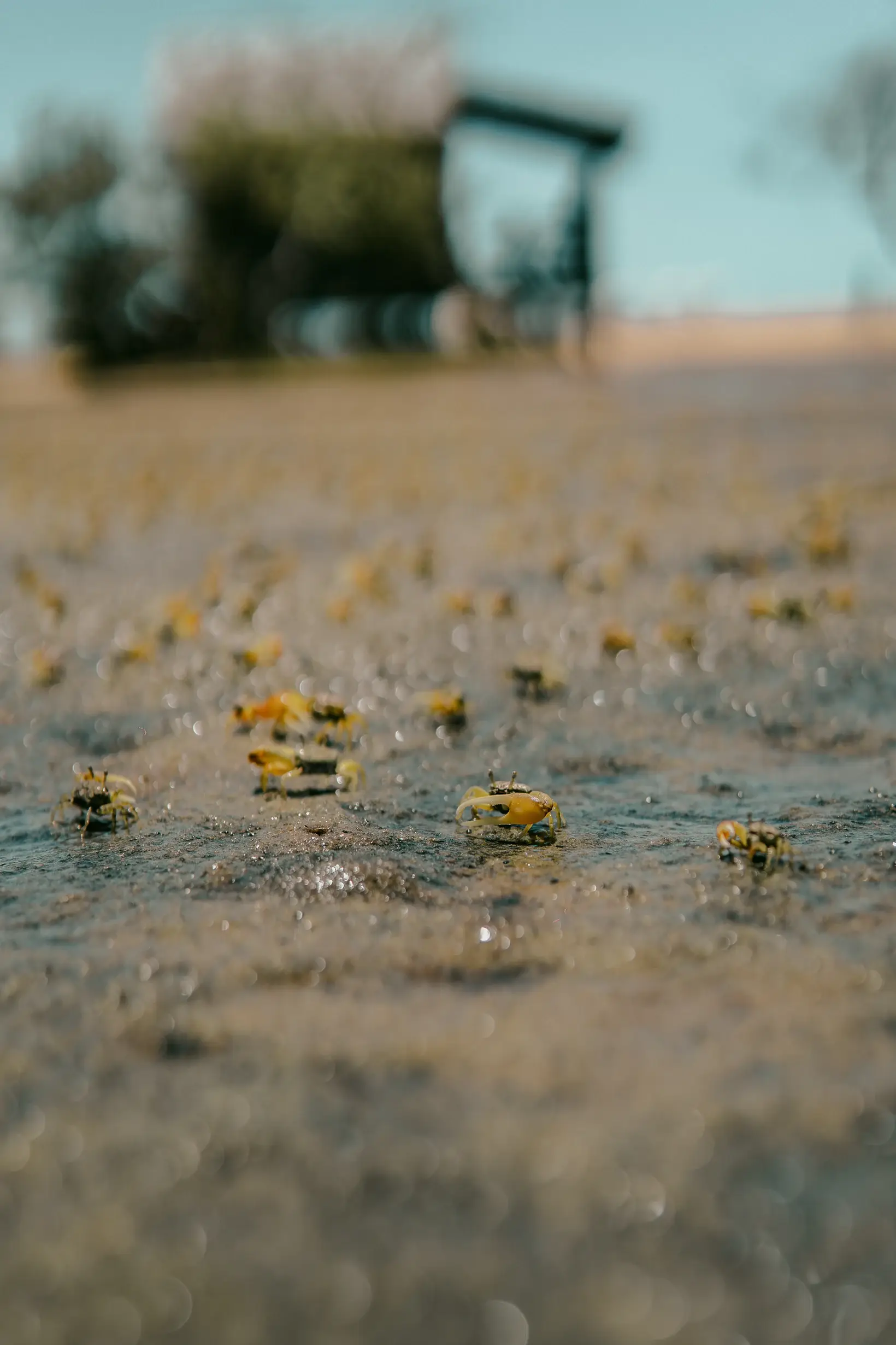 Pequenas flores amarelas na areia molhada, rampa de decolagem ao fundo