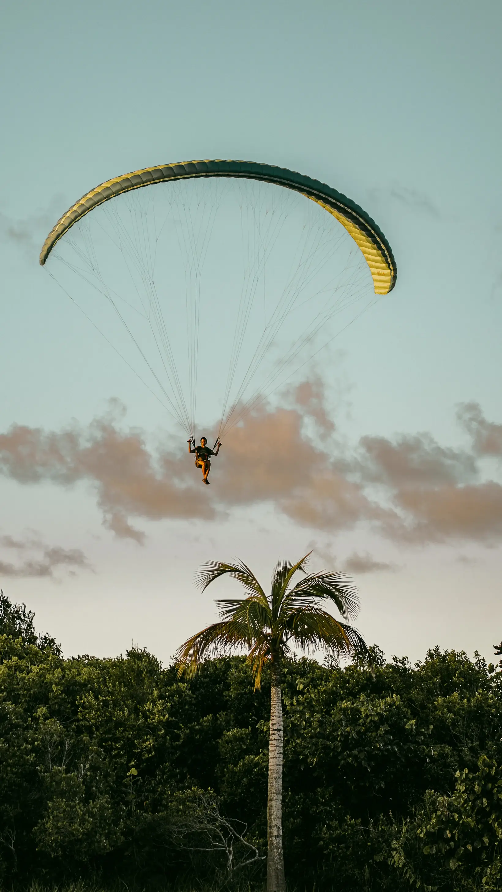 Parapente no céu sobre a mata de Arraial d'Ajuda, coqueiro em primeiro plano
