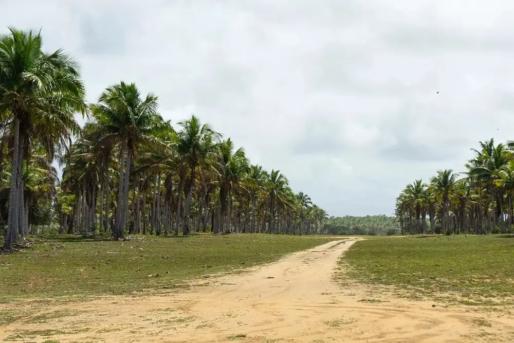 Sand road between palm trees on the way to Caraíva