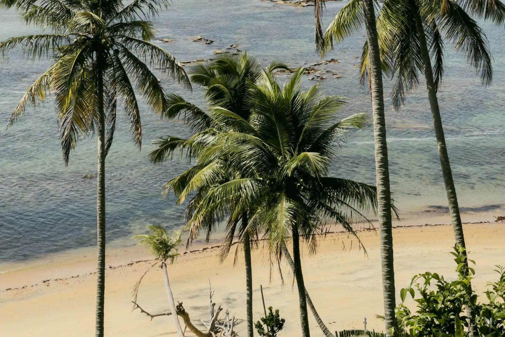 Tall palm trees seen from below against the sky, at Satu beach