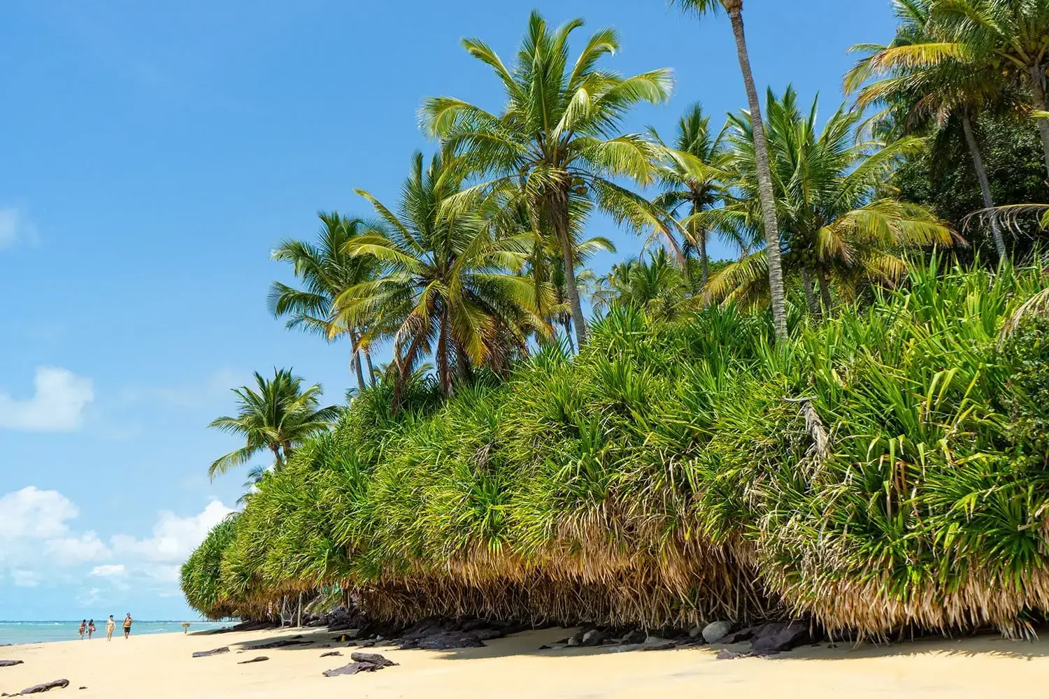 Satu beach with palm trees and dense forest reaching the sand